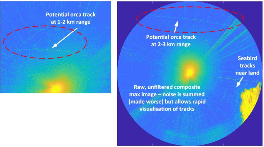 Two RADAR composite images with potential orca tracks circled at 1&ndash;2 km and 2&ndash;3 km range, and seabird tracks near land